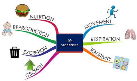 Life Processes Notes | Study Additional Documents & Tests for Class 10 - Class 10