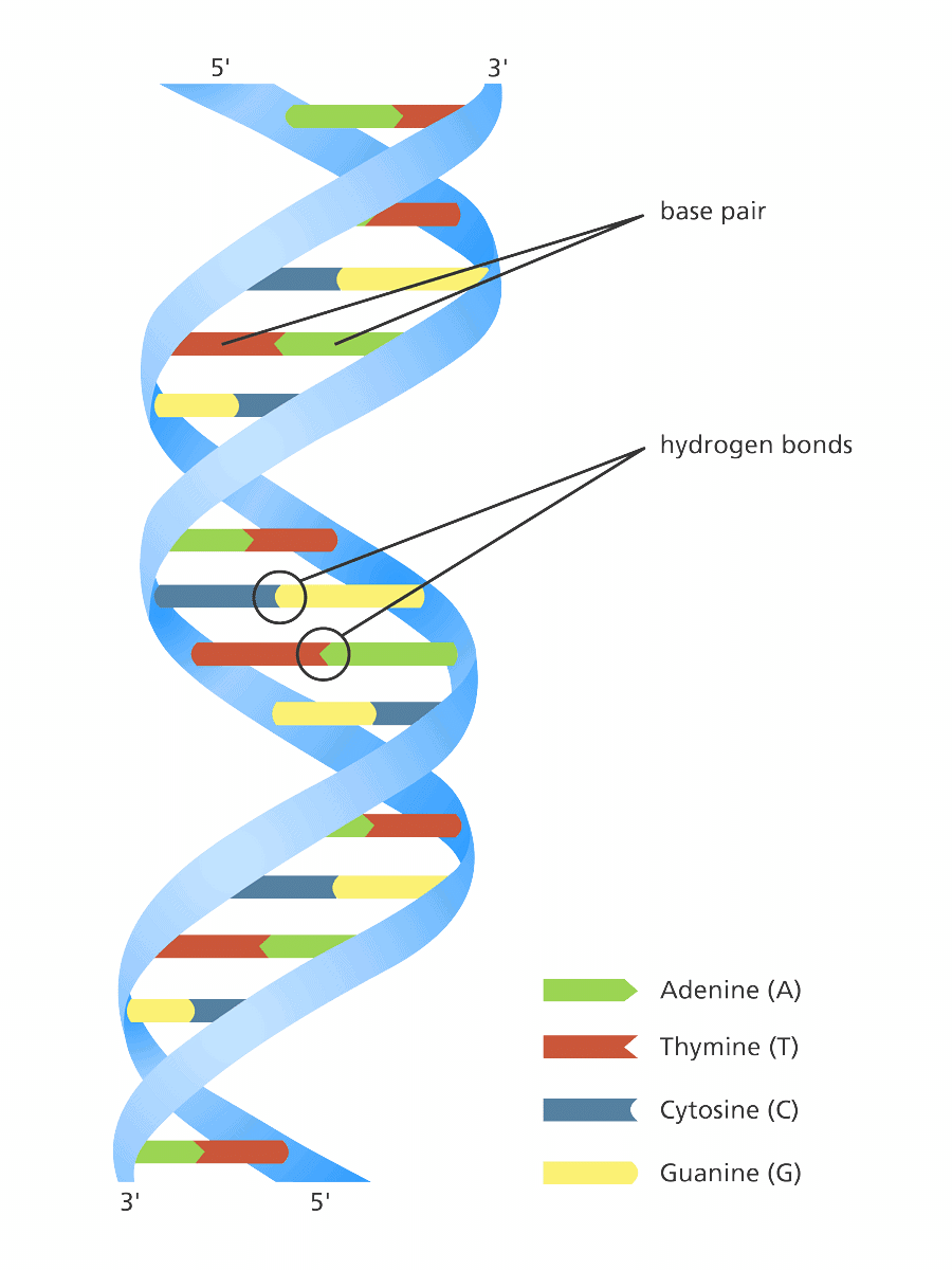 Fig: Double Helix Structure of DNA