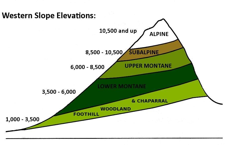 NCERT Summary: Natural Vegetation - 1 | Geography for UPSC CSE
