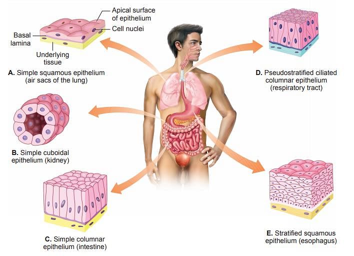 Epithelial tissues in our body