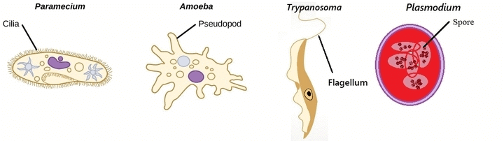NCERT Solutions: Biological Classification Notes | Study Biology Class 11 - NEET