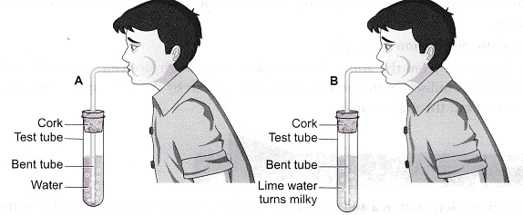Aerobic & Anaerobic Respiration | Science Class 10