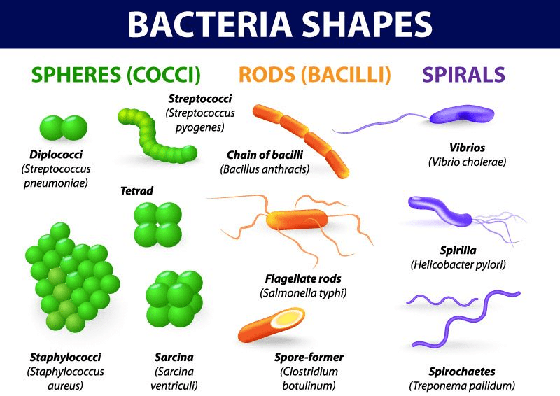 Microbes in Household Products - Biology Class 12 - NEET PDF Download