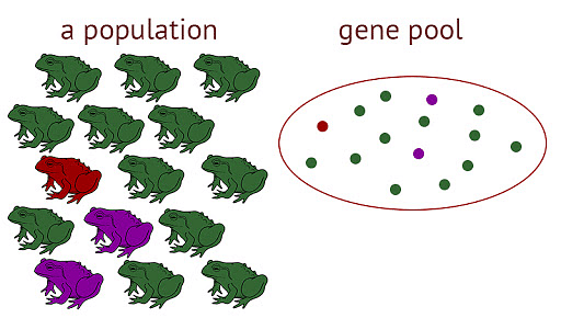 Gene Pool of a Population of Frogs