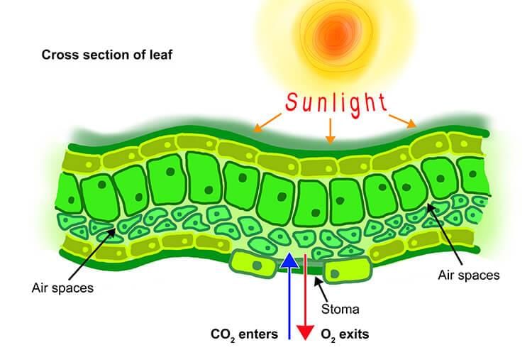 Diffusion In Plants - Biology For JAMB PDF Download