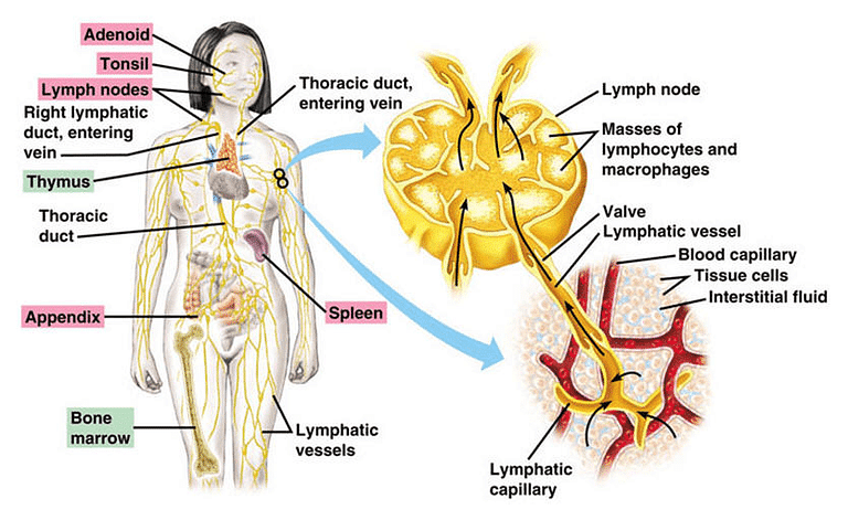 Transportation in Human Beings: Circulatory System & The Human Heart Notes | Study Science Class 10 - Class 10