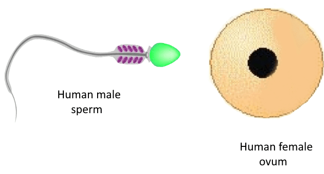 Short & Long Answer Questions: How do Organisms Reproduce? | Science Class 10