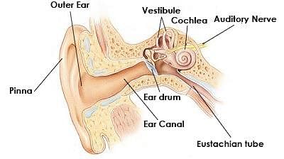 Fig: Structure of human ear