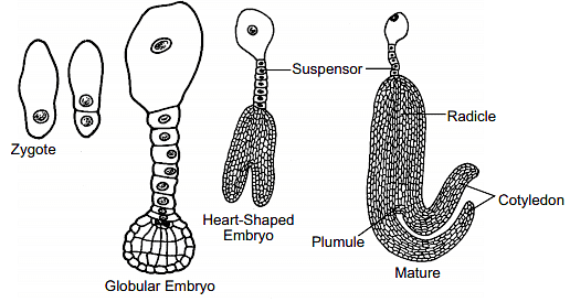 Development of Dicot Embryo