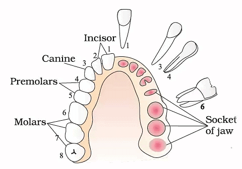 Arrangement of Teeth on one side and the sockets on the other side