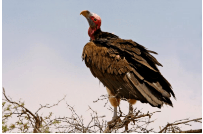 Vulture: Scavenger