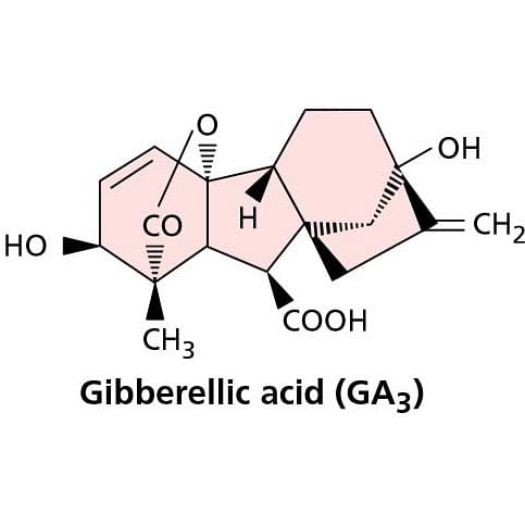 gibberellins structure