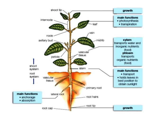Chapter Notes: Transportation in Animals & Plants - Notes | Study Science Class 7 - Class 7 Chapter Notes: Transportation in Animals & Plants - Notes | Study Science Class 7 - Class 7