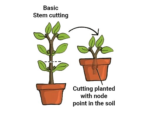 Artificial Propagation by Cutting