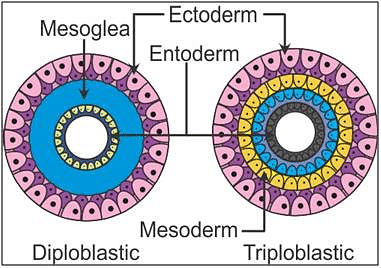 Symmetry, Diploblastic & Triploblastic Organisation - Notes | Study Biology  Class 11 - NEET