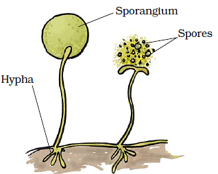 Spore Formation in Rhizopus