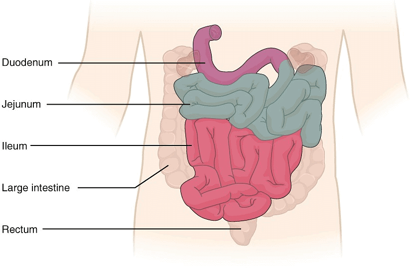The Small Intestine