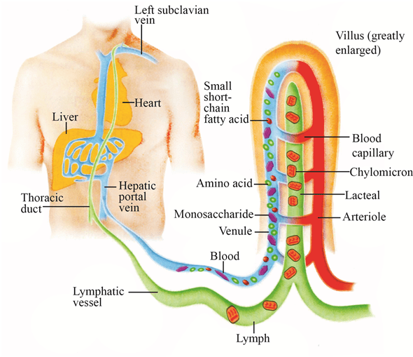 Absorption of Digested Products and Disorders of Digestive System