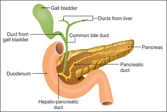 The duct system of Liver, Gall bladder and Pancreas