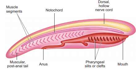 Key Notes: Animal Kingdom- 2 - Notes | Study Additional Study Material for NEET - NEET Key Notes: Animal Kingdom- 2 - Notes | Study Additional Study Material for NEET - NEET