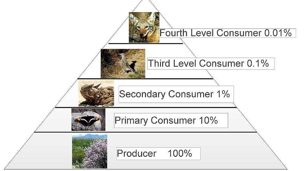 Shankar IAS Summary: Functions of An Ecosystem - Famous Books for UPSC ...