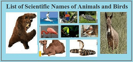 Common and Scientific Names - Notes | Study Current Affairs & General Knowledge - CLAT