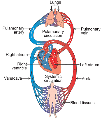 Fig: Double Circulation in Human Being