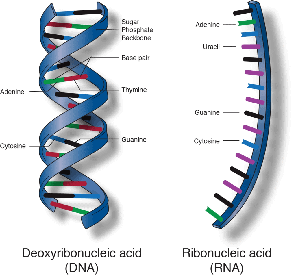 DNA Structure of Polynucleotide Chain Notes Study Biology Class 12