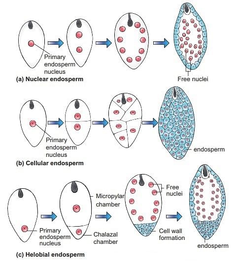 Post-Fertilisation: Embryo Development Notes | Study Biology Class 12 - NEET