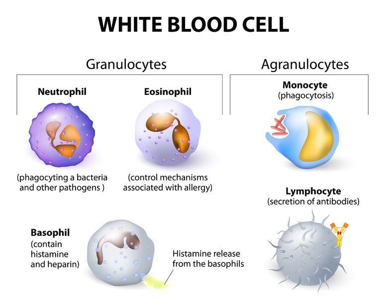NCERT Summary: Summary of Biology- 5 - Notes | Study Famous Books for UPSC Exam (Summary & Tests) - UPSC
