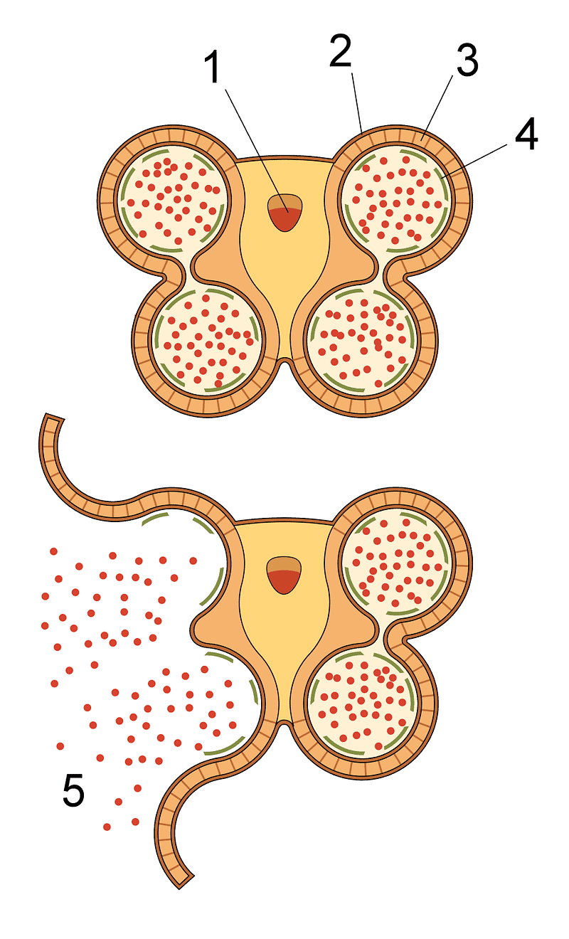 Section of an anther, showing dehiscence and release of pollen 1: Vascular bundle 2: Epidermis 3: Fibrous layer 4: Tapetum 5: Pollen
