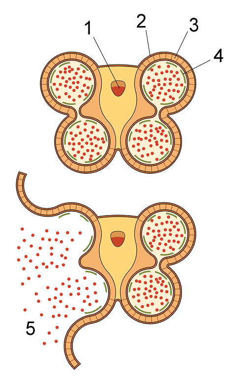 Section of an anther, showing dehiscence and release of pollen 1: Vascular bundle 2: Epidermis 3: Fibrous layer 4: Tapetum 5: Pollen
