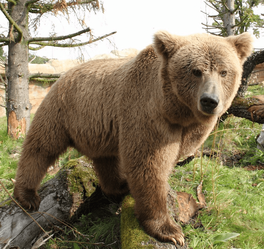 Bear: Omnivores