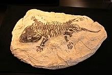 Fig: Fossil
