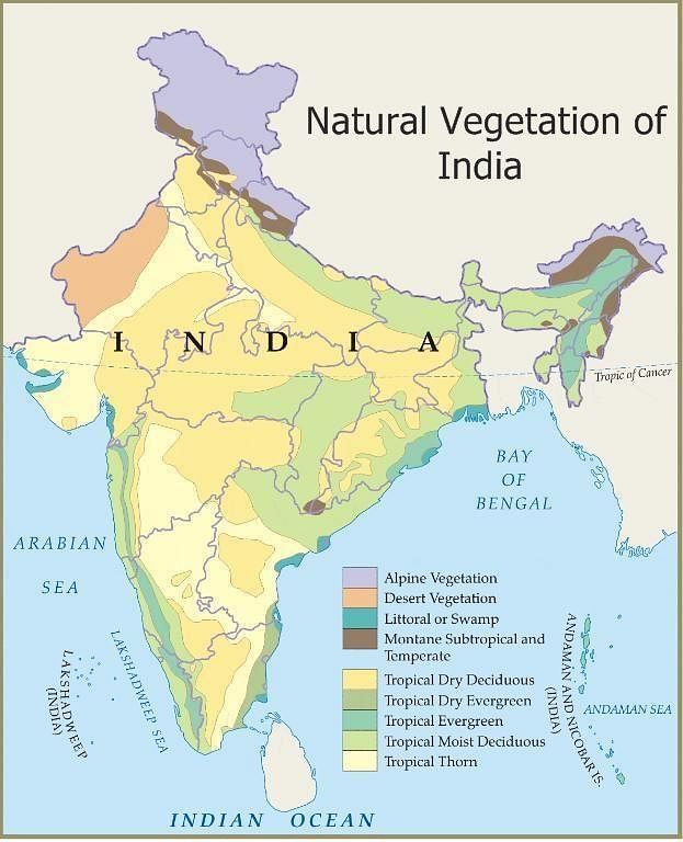 NCERT Summary: Natural Vegetation - 1 | Geography for UPSC CSE