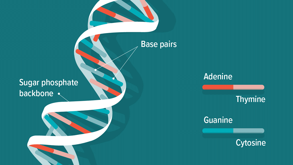 DNA & Sex Determination | Science Class 10