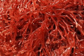 Red Algae