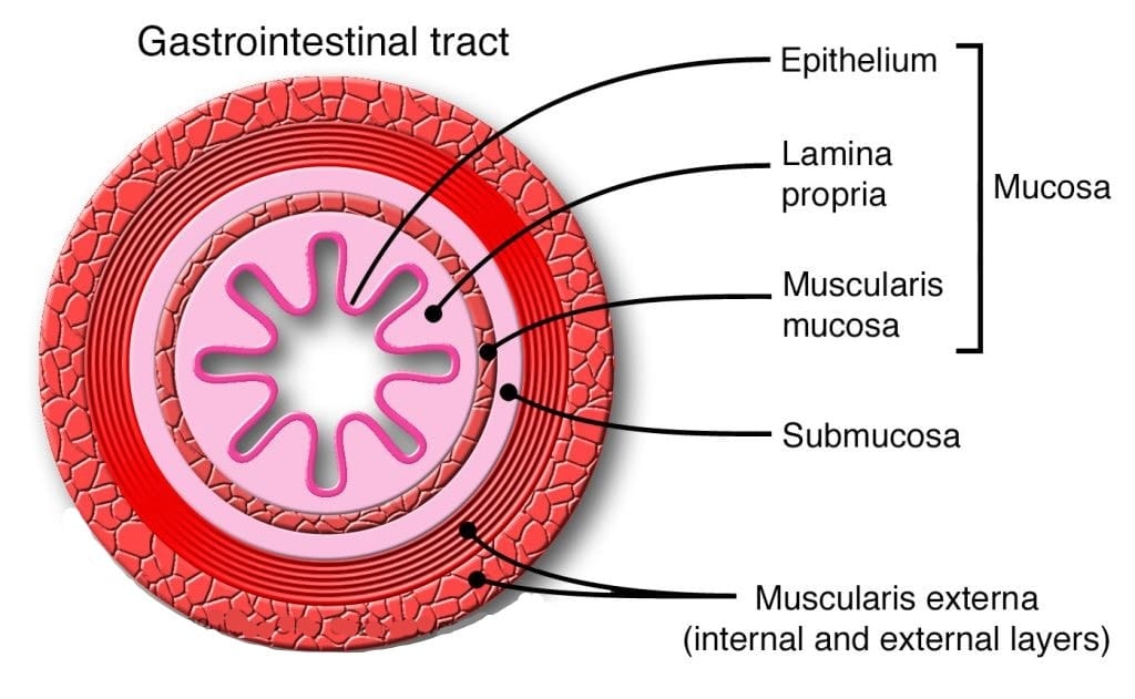 Alimentary Canal Stomach, Small Intestine and Large Intestine