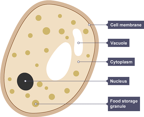 Yeast Structure