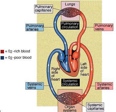 Fig: Flow of blood