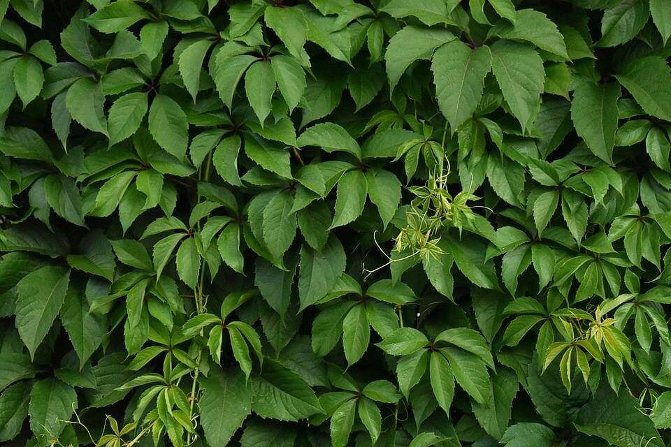 Fig: Green leaves