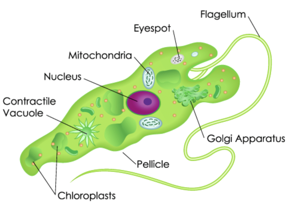 Microbes in Household Products - Biology Class 12 - NEET PDF Download