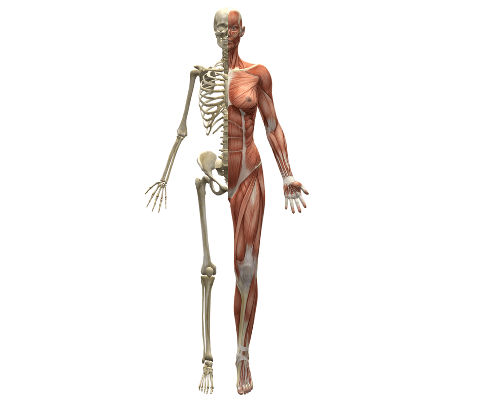Revision Notes Kinesiology Biomechanics And Sports Physical 