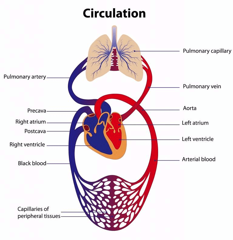 Class 10 Science Practice Question Answers - Circulatory System