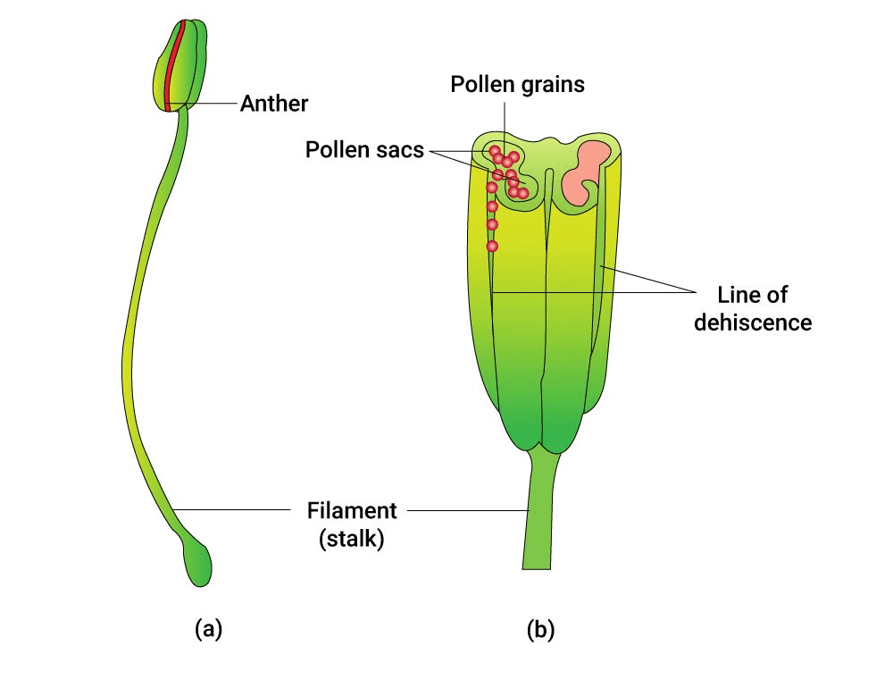 NCERT Solutions for Class 10 Science Chapter 7 How do Organisms Reproduce