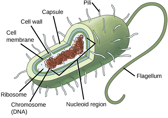 Microbes in Household Products - Biology Class 12 - NEET PDF Download