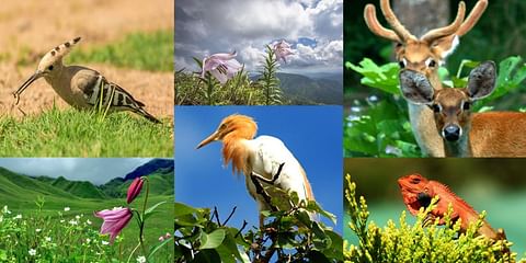 NCERT Solutions - Conservation of Plants & Animals - Notes | Study Science  & Technology for UPSC CSE - UPSC