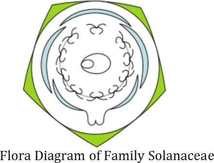NCERT Solutions: Morphology of Flowering Plants Notes | Study Biology Class 11 - NEET