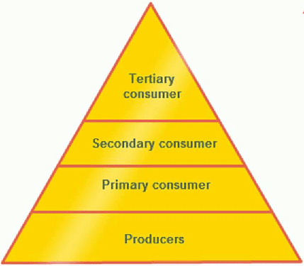 Fig: Pyramid of numbers