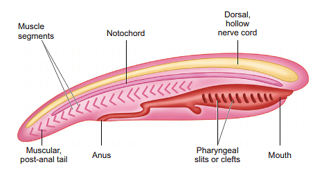 Phylum Chordata, Echinodermata and Hemichordata - Biology for JAMB PDF ...